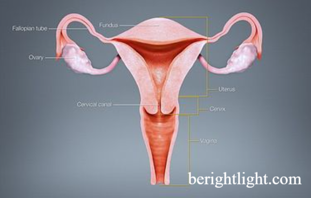 Ini Berbagai Fungsi Rahim dalam Sistem Reproduksi Wanita